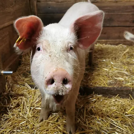 Taurer 3* Kals-am Großglockner