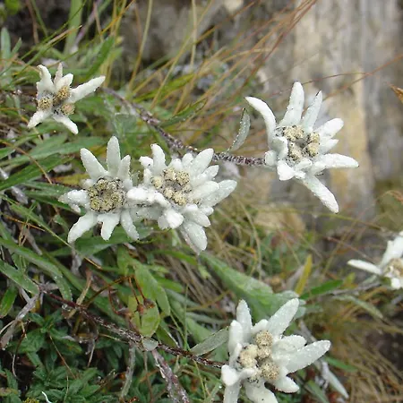 Taurer بيت ضيافة Kals-am Großglockner